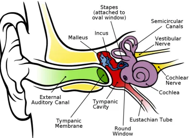 Figure 3.1: Schematic of the human ear [8]
