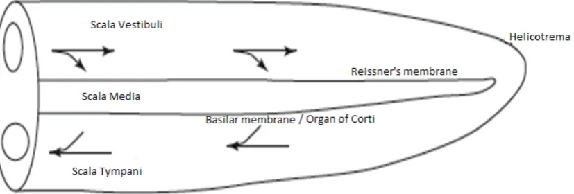 Figure 3.2: Structure of the cochlea [5]