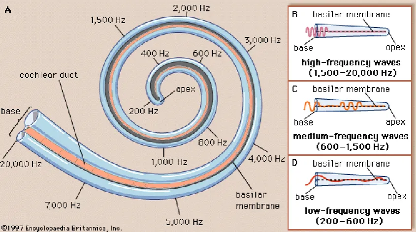 Figure 3.3: Structure and frequency response of the cochlea