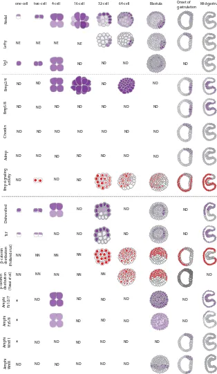 Fig. 2. Distribution of selected components of signaling pathways during amphioxus early development