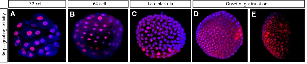 Fig. 5. Staining for phosphorylated Smad1/5/8 shown as 3-D projections of confocal z-stacks