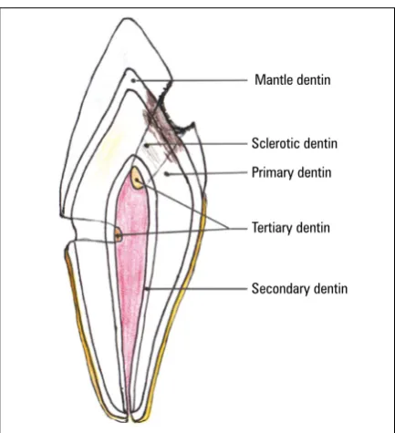 Figure 1. Section of human teeth. Types of dentin.