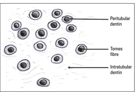 Figure 2. Dentin tubules and odontoblasts.