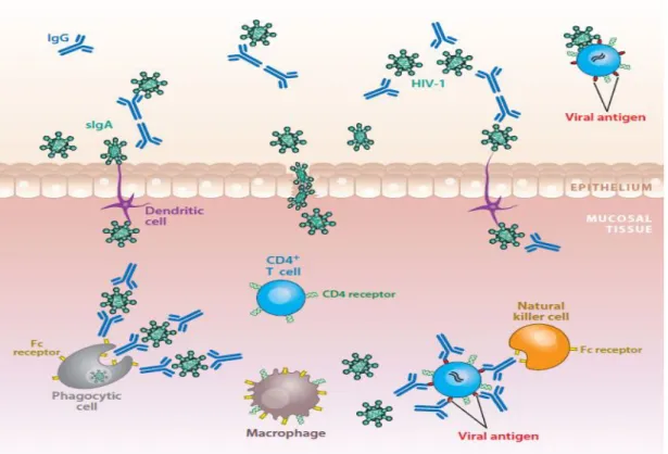 Figure 3.2: Antibody Activities on Mucosal Tissues [ 6]