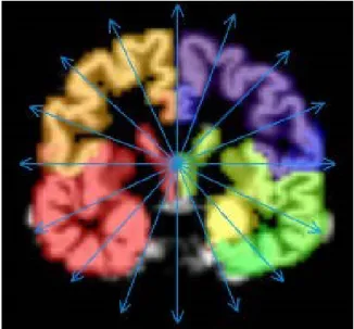 Fig. 4.8. Ray casting towards the center of the brain (sliced).