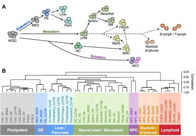 Figure II-5 | DNA replication timing (RT) programs are cell type-specific 