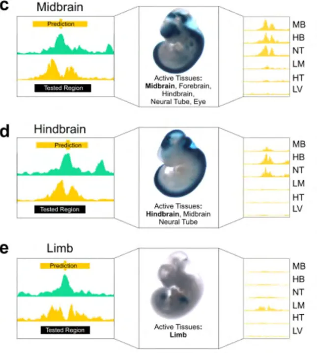 Figure II-12 | Prediction of mouse embryonic enhancers 