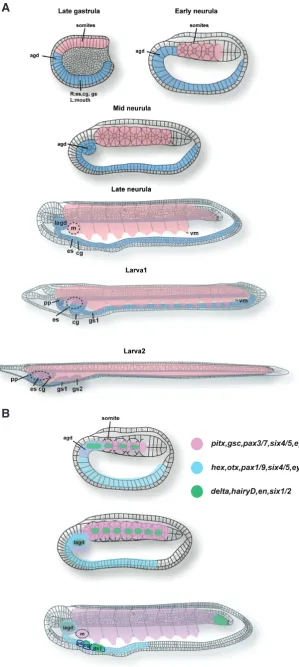 Fig. 1. Development of somitomerism and branchiomer-ism in the amphioxus. (A) Development of somitomerism and branchiomerism in the amphioxus