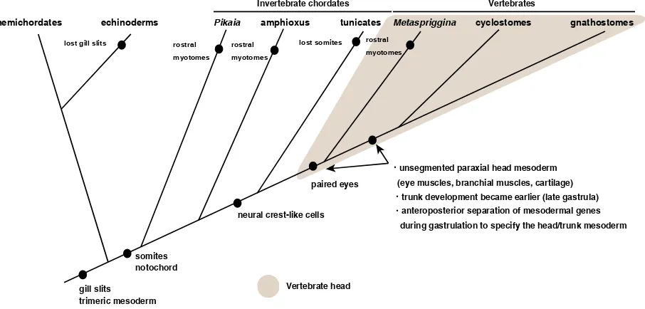 Fig. 3. An evolutionary scenario of the vertebrate head in deuterostomes. Before the evolution of the vertebrate head, key traits— gill slits, so-mites, the notochord, nerve cord and neural crest-like cells present in deuterostome ancestors