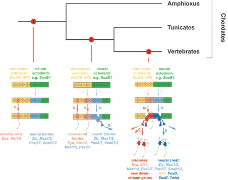 Fig. 6. Scenario for placode evolution in chordates. (1) In the chordate ancestor, Six1/2 and Eya promoted differentiation of sensory cells scattered throughout non-neural ectoderm (and possibly of neurosecretory cells)