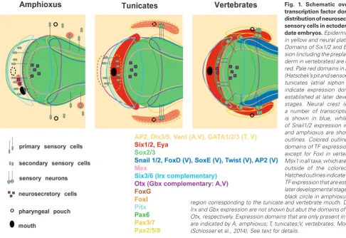 Fig. 1. Schematic overview of transcription factor domains and region corresponding to the tunicate and vertebrate mouth