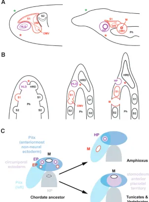 Fig. 2. Origin of amphioxus mouth and Hatschek’s pit. (A) A recent study (Kaji et al., 2016) suggests that at early larval stages, an oral mesovesicle buds off from the left first somite (left panel), which later separates from the somite and connects to t
