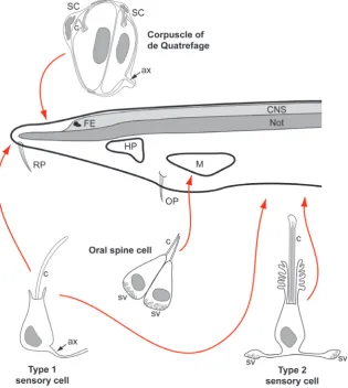 Fig. 4. A selection of sensory cells in amphioxus. Red arrows indicate locations of these cells in an amphioxus larva (left side of head region shown)