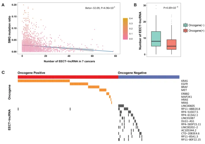 Figure 3: The association between SMG mutation ratio and the number of activated EECT-lncRNAs