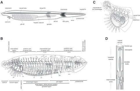 Fig. 1. Amphioxus anatomy and neural system. (A) Schematic representation of an adult amphioxus, indicating major anatomical structures
