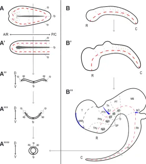 Fig. 2. Chordate neurulation and vertebrate central nervous system development. The vertebrate (A) and amphioxus (A’) neural plate (dorsal view) fold (A’’, A’’’) to form the neural tube (A’’’’) similarly, generating a hollow nerve tube that closes dorsally