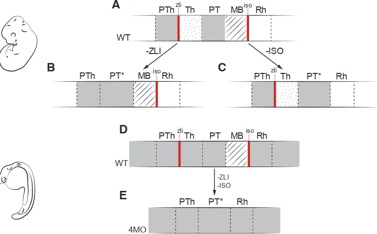 Fig. 4. Experimental disruption of vertebrate secondary organizers recapitulates the amphioxus brain