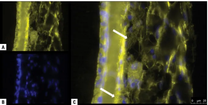 Figure 3. Connective and muscle tissues in a section post-fixed with paraformaldehyde