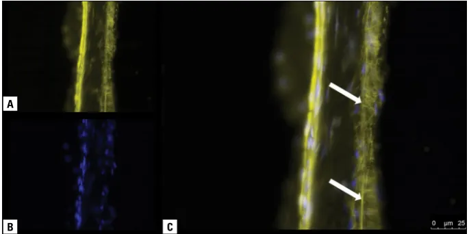 Figure 6. Retina in a section post-fixed with methanol. A. Vimentin labelled with Cy3; B