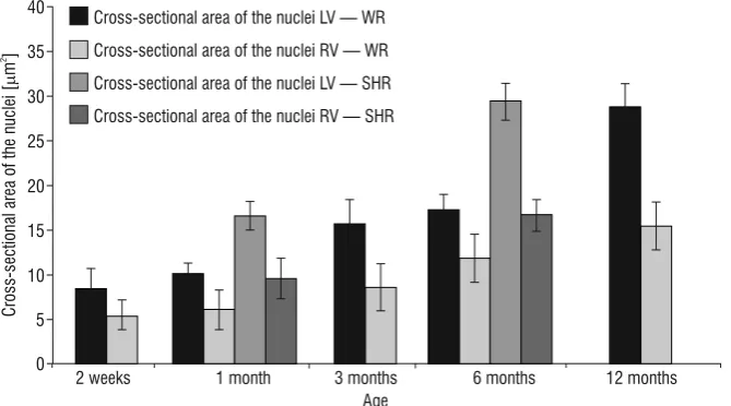 Table 3. Numerical representation of the comparative analysis of the morphometric parameter cross-sectional area of the  cardiomyocytic nuclei in normotensive Wistar rats (WR) and spontaneously hypertensive rats (SHR)