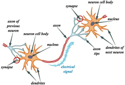 Figure 3.1.1: Illustration of how the communication between neurons oc- oc-cur. 1