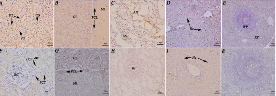 Figure 2. Immunohistochemistry localisation of follicle stimulating hormone receptor/growth hormone receptor/luteinising hormone receptor (FSHR/GHR/LHR) in the non-reproductive system of female yaks