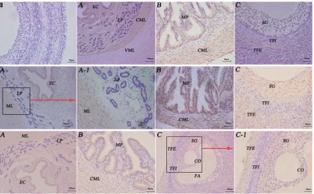 Figure 3. The gene expression levels of follicle stimulating hormone receptor/growth hormone receptor/luteinising hormone receptor  (FSHR/GHR/LHR) in reproductive system of yak under follicular phase