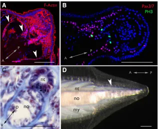 Fig. 2. Tail regeneration in adult B. lanceolatum. (A). Blastema tail bud viewed by confocal microscopy (stage 2)