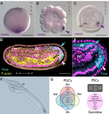 Fig. 3. Evidence for amphioxus stem cell populations. (A-C). nanos transcripts are segregated to the vegetal pole in eggs (A), and inherited by one to a few cells (magenta arrowheads) by PGCs (primitive germ cells) from morula (B) to gastrula (C) stages in