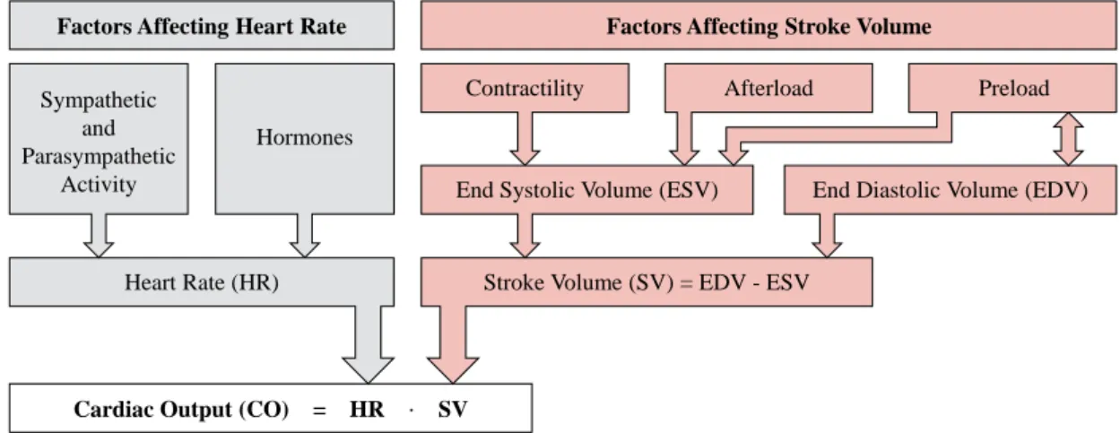 Figure 2.2 – Main factors affecting heart rate and stroke volume and thus cardiac output.