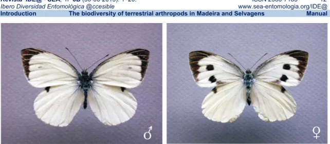 Figure 8. Male and female specimens of the extinct Madeiran Large White (Pieris wollastoni) (photos by A.M.F