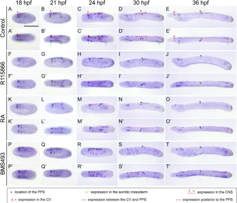 Fig. 2. Developmental expression of Branchiostoma lanceolatum(final concentration: 0.5 (final concentration: 1  Engrailed (En)