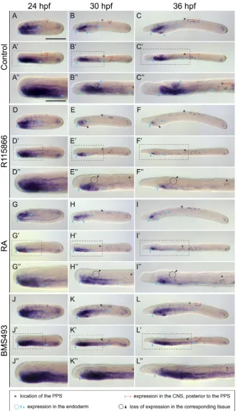 Fig. 4. Developmental expression of Branchios-
