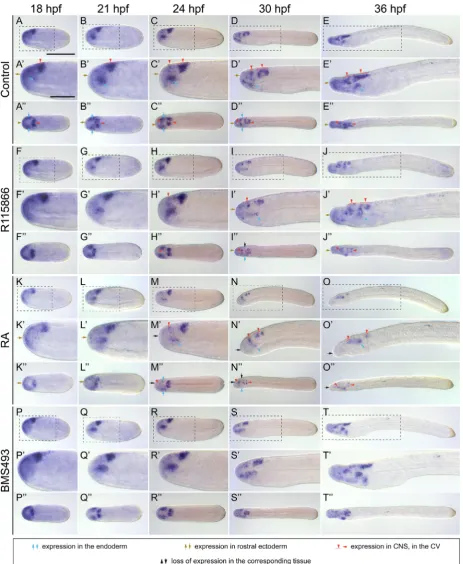 Fig. 5. Developmental expression of Branchiostoma lanceolatumalso applies to  Pax6. (A-E’’) DMSO controls