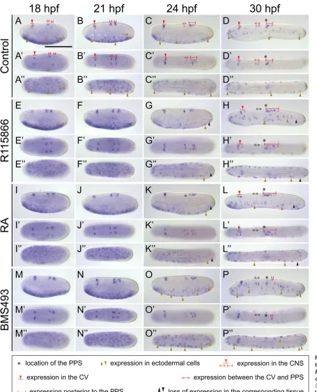 Fig. 6. Developmen-