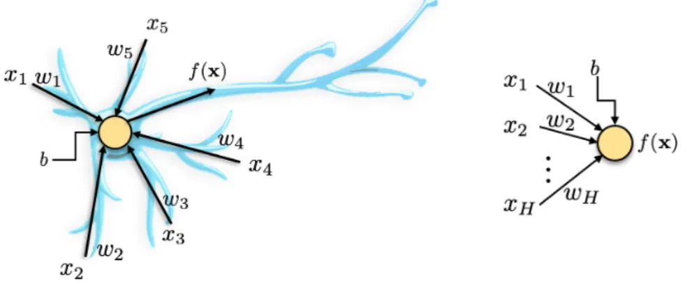 Figure 2.6 Diagram of a single neuron. Left: Overlaid on biological neuron. Right: Ab- Ab-stracted computational graph.