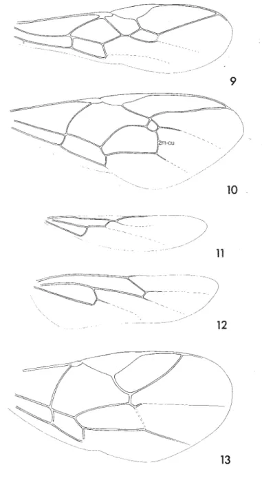 Figs  9-13. 9,  Macrocentrus  linearis  (Nees  von  Esenbeck),  forewing,  10,  Cidaphus  alarius  (Gravenhorst)  (Ichneumonidae), forewing,  11,  M