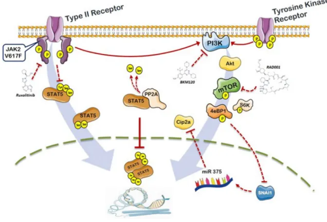 Figure 7: Schematic representation of the role of PI3K/mTOR signaling and PP2A/CIP2A axis in the phosphorylation  of STAT5b in JAK2V617F mutated cells