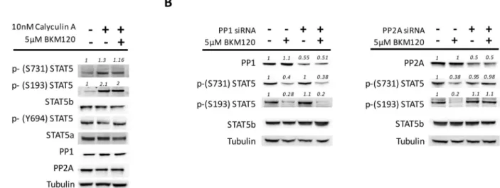 Figure 3: PP2A is involved in the de-phosphorylation of STAT5 serine residues in JAK2V617F mutated cells