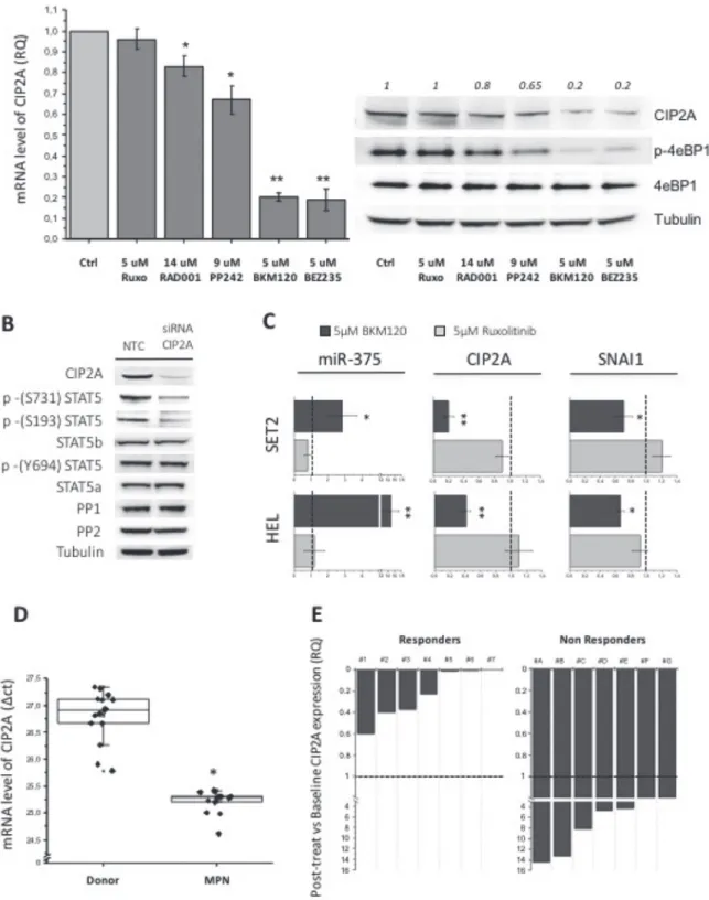Figure 4: The expression of the PP2A inhibitor CIP2A affects the phosphorylation pattern of STAT5 serine residues