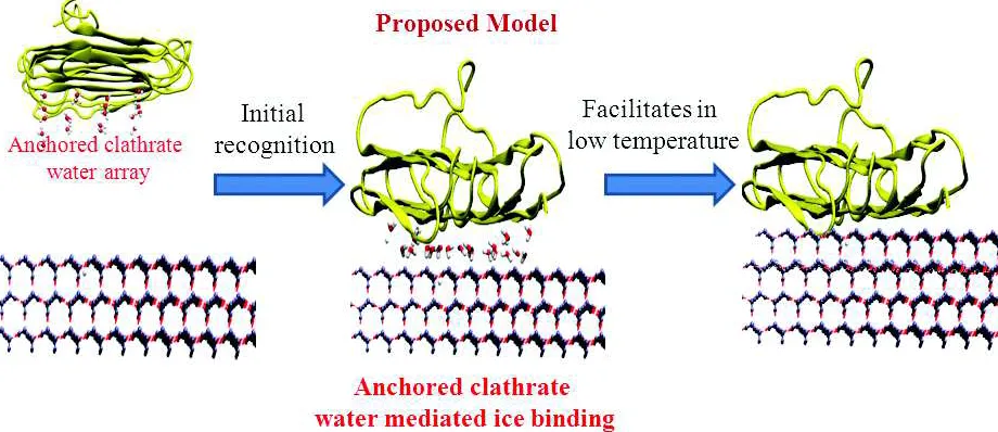 Fig. 6: The mechanism of ice recognition of insect AFP and the origin of time-dependent TH activity is shown