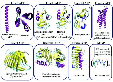 Fig. 1: Structures of different classes of AFPs are shown here. AFPs are rendered in ribbon representation and colouredaccording to their secondary structures