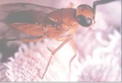 Fig. 7.  Parasitoid, Leptomastix dactylopii has established permanently in India on Planococcus citri infesting several horticultural
