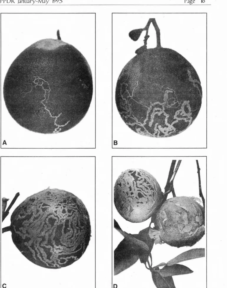 Fig.  6.  Citrus peel  miner,  Marmara  salicfella  (?).  A:  Beginning  mine.  B,  C:  Multiple mines  affecting 