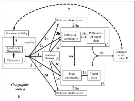 Figure 1 Conceptual framework for impacts of land-use change on pollination services, incorporating market-based forces and  poli-cies, in addition to the biology of the organisms involved