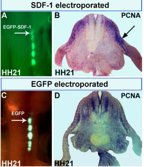 Fig. 1. The pIRES2-EGFP-SDF-1 construct. The SDF-1 coding sequence was inserted into the pIRES2-EGFP vector (Clontech).