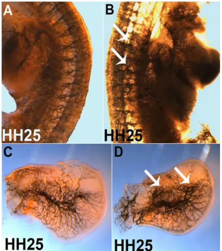 Fig. 12. Injection of COS-1-SDF-1-EGFP-expressing cells increases endothelial cell number in the somite