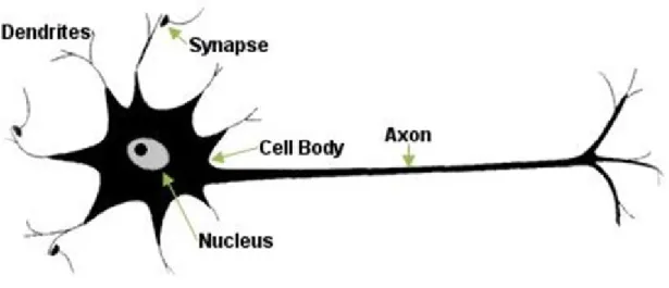 Figure 3.1: Biological Representation of a Neuron cell Processing (Anil K. Jain 1996)  Figure  3.1  represents  the  biological  way  the  brain  pre-processes  information