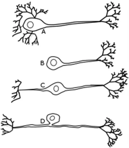 Fig. 1: Neuronal morphology varies according to function.(A) A motoneuron is typically multipolar whereas(B) invertebrates may have unipolar cells