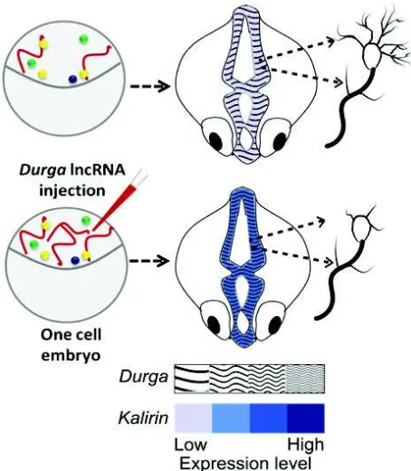 Fig. 2: Schematic of Durga lncRNA action. Ectopic over-expression of Durga lncRNA by microinjection in onecell stage zebrafish embryos increase Kalirin RNAexpression at 24hpf and decrease dendritic densityand length in neuronal culture